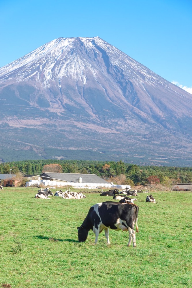 SONY Cybershot RX100M7 高級コンデジで富士山と牧場の牛さんを撮影♪